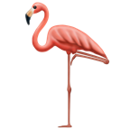 flamingo emojipedia